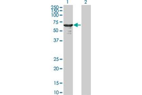 L3MBTL4 抗体  (AA 1-534)