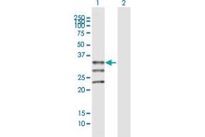 Western Blot analysis of MOGAT1 expression in transfected 293T cell line by MOGAT1 MaxPab polyclonal antibody. (MOGAT1 anticorps  (AA 1-334))