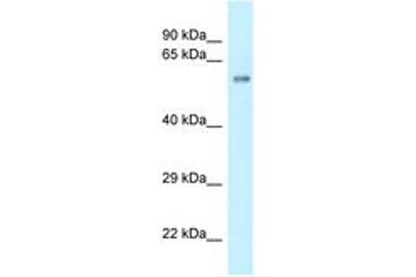 ZBTB9 anticorps  (AA 340-389)