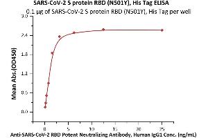Immobilized SARS-CoV-2 S protein RBD (N501Y), His Tag (ABIN6973223) at 1 μg/mL (100 μL/well) can bind A-CoV-2 RBD Potent Neutralizing Antibody, Human IgG1  with a linear range of 0.