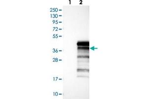 Western blot analysis of Lane 1: Negative control (vector only transfected HEK293T lysate), Lane 2: Over-expression Lysate (Co-expressed with a C-terminal myc-DDK tag (~3. (UBXN10 anticorps)