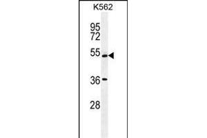 UL1 Antibody (N-term) 1907a western blot analysis in K562 cell line lysates (35 μg/lane). (UAP1L1 anticorps  (N-Term))