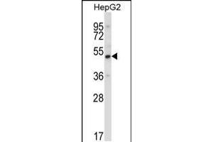 Western blot analysis in HepG2 cell line lysates (35ug/lane). (UBP1 anticorps  (AA 266-295))