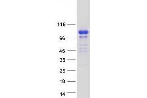 Validation with Western Blot (SCHIP1 Protein (Transcript Variant 2) (Myc-DYKDDDDK Tag))