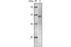 Western Blot showing Tip60 antibody used against truncated Tip60 recombinant protein.