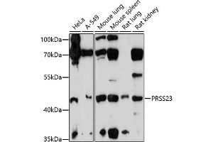 Western blot analysis of extracts of various cell lines, using PRSS23 antibody (ABIN7269582) at 1:1000 dilution.