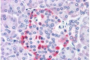 Anti-CADM4 / NECL-4 antibody  ABIN1048370 IHC staining of human pancreas. (Cell Adhesion Molecule 4 anticorps  (Internal Region))