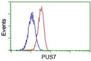 Image no. 3 for anti-Pseudouridylate Synthase 7 Homolog (PUS7) antibody (ABIN1500515) (PUS7 anticorps)