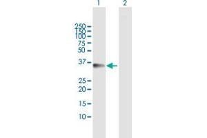 Western Blot analysis of TTC1 expression in transfected 293T cell line by TTC1 MaxPab polyclonal antibody.