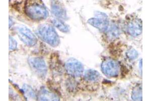 Immunohistochemistry (IHC) image for anti-Transforming Growth Factor, beta 1 (TGFB1) antibody (ABIN181152) (TGFB1 anticorps)