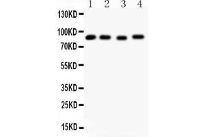 Anti-Hsp90-alpha-Picoband antibody, All lanes: Anti-HSP90 at 0.