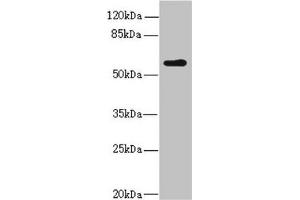 Western blot All lanes: KPNA5 antibody at 2.