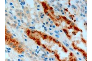 ABIN185477 (3µg/ml) staining of paraffin embedded Human Kidney.