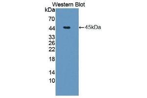 Western Blotting (WB) image for anti-Platelet Derived Growth Factor D (PDGFD) (AA 19-370) antibody (ABIN3204830) (PDGFD anticorps  (AA 19-370))