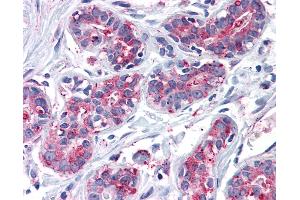 Anti-ENTPD2 antibody IHC of human breast. (ENTPD2 anticorps  (Internal Region))