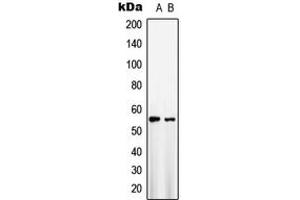 Western blot analysis of GLUT1 expression in HepG2 (A), NIH3T3 (B) whole cell lysates. (GLUT1 anticorps  (C-Term))
