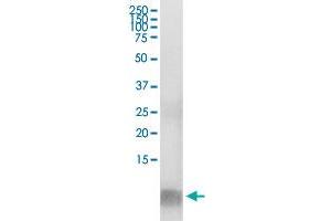 Immunoprecipitation of FABP1 transfected lysate using anti-FABP1 MaxPab rabbit polyclonal antibody and Protein A Magnetic Bead , and immunoblotted with FABP1 MaxPab mouse polyclonal antibody (B01) .