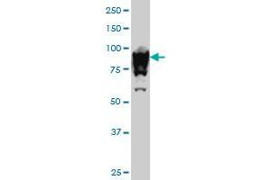 UBTF monoclonal antibody (M01), clone 6B6 Western Blot analysis of UBTF expression in Hela S3 NE .