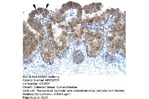 Human Intestine (Asialoglycoprotein Receptor 2 anticorps  (N-Term))
