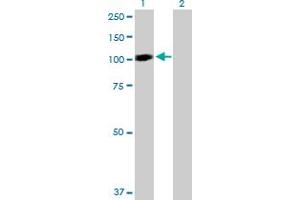 Western Blot analysis of STAT6 expression in transfected 293T cell line by STAT6 MaxPab polyclonal antibody.