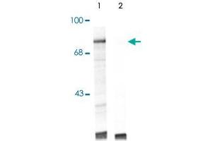 Western blot of UV treated human Jurkat cell lysate showing specific immunolabeling of the ~74k Raf1 protein (Control).