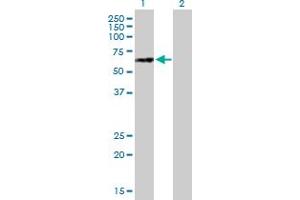 Western Blot analysis of NUPL1 expression in transfected 293T cell line by NUPL1 MaxPab polyclonal antibody. (NUPL1 anticorps  (AA 1-599))