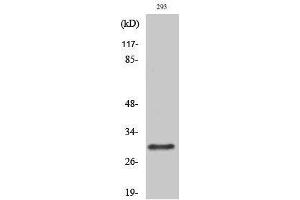 Western Blotting (WB) image for anti-RAB34, Member RAS Oncogene Family (RAB34) (C-Term) antibody (ABIN3186623) (RAB34 anticorps  (C-Term))