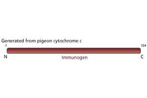 Image no. 1 for anti-Cytochrome C, Somatic (CYCS) antibody (ABIN967529) (Cytochrome C anticorps)