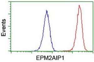 Image no. 6 for anti-EPM2A (Laforin) Interacting Protein 1 (EPM2AIP1) antibody (ABIN1498046) (EPM2AIP1 anticorps)