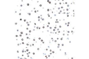 Immunocytochemistry (ICC) image for anti-CD27 Molecule (CD27) (AA 21-187) antibody (ABIN7453959) (Recombinant CD27 anticorps  (AA 21-187))