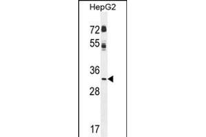 CCNG1 Antibody (N-term) (ABIN655270 and ABIN2844862) western blot analysis in HepG2 cell line lysates (35 μg/lane). (Cyclin G1 anticorps  (N-Term))