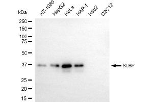 Western blotting analysis using SLBP antibody (ABIN7800436). (Recombinant SLBP anticorps)