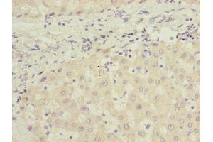 Immunohistochemistry of paraffin-embedded human liver tissue using ABIN7165663 at dilution of 1:100 (PHF17 anticorps  (AA 543-842))