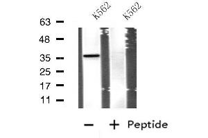 Western blot analysis of extracts from K562 cells, using APOE antibody. (APOE anticorps  (Internal Region))