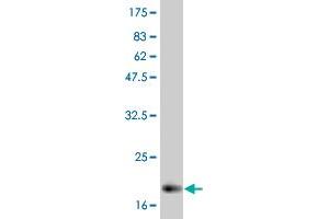 Western Blot detection against Immunogen (21 KDa) . (IL-6 anticorps  (AA 29-212))