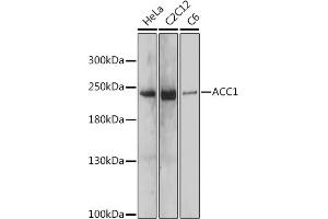 Western blot analysis of extracts of various cell lines, using  antibody (ABIN7265370) at 1:1000 dilution.