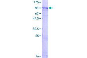 Image no. 1 for Zinc Finger Protein 461 (ZNF461) (AA 1-563) protein (GST tag) (ABIN1326214)