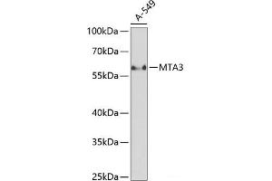 Western blot analysis of extracts of A-549 cells using MTA3 Polyclonal Antibody at dilution of 1:1000. (MTA3 anticorps)