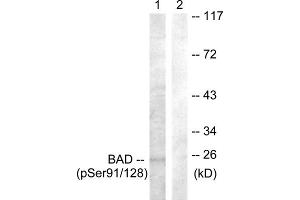 Western blot analysis of extracts from COS7 cells, treated with TNF-a (20ng/ml, 30mins), using BAD (Phospho-Ser91/128) antibody. (BAD anticorps  (pSer91, pSer128))