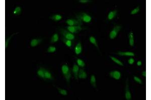 Immunofluorescence staining of Hela cells with nforHU at 1:12. (HIST1H1C anticorps)