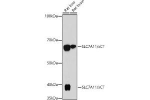 Western blot analysis of extracts of various cell lines, using SLC7/xCT antibody (ABIN7270482) at 1:1000 dilution.