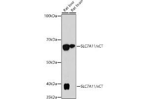 Western blot analysis of extracts of various cell lines, using SLC7/xCT antibody (ABIN7270482) at 1:1000 dilution. (SLC7A11 anticorps)