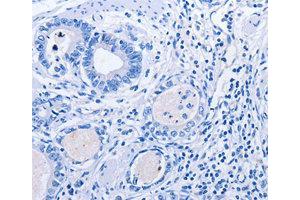 Immunohistochemistry (IHC) image for anti-Growth Differentiation Factor 9 (GDF9) antibody (ABIN1872797) (GDF9 anticorps)