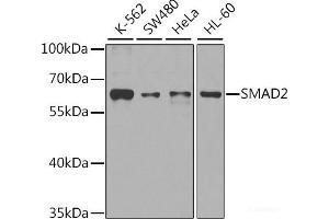 Western blot analysis of extracts of various cell lines using SMAD2 Polyclonal Antibody at dilution of 1:1000.