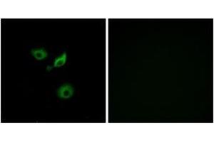 Immunofluorescence analysis of A549 cells, using OR10AD1 Antibody. (OR10AD1 anticorps  (AA 141-190))