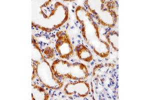 Immunohistochemical analysis of paraffin-embedded H.
