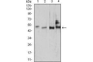 Western blot analysis using SMAD1 mouse mAb against NIH/3T3 (1), COS7 (2), HUVEC (3), and C2C12 (4) cell lysate. (SMAD1 anticorps  (AA 1-110))