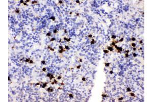 Anti- MRP8 Picoband antibody, IHC(P) IHC(P): Rat Spleen Tissue