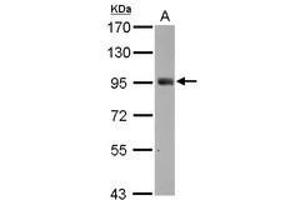 Image no. 3 for anti-SH2 Domain Containing 3C (SH2D3C) (C-Term) antibody (ABIN1491927) (SH2D3C anticorps  (C-Term))