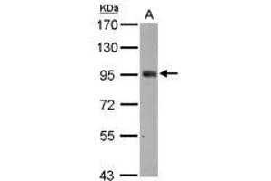Image no. 3 for anti-SH2 Domain Containing 3C (SH2D3C) (C-Term) antibody (ABIN1491927) (SH2D3C anticorps  (C-Term))